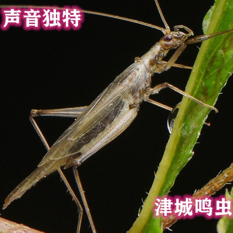 《竹蛉活体黑紫竹蛉活体紫竹蛉活体竹铃鸣虫听叫虫宠物人工竹蛉包活