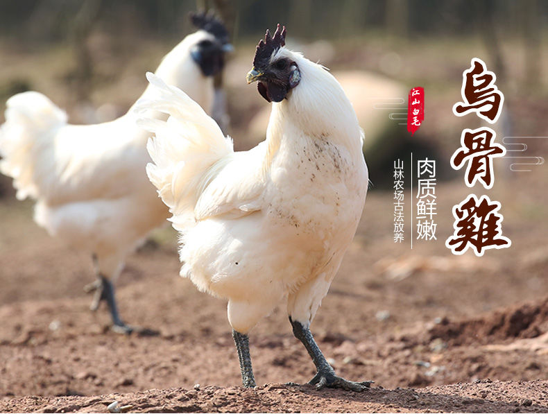 白凤乌鸡的营养价值图片