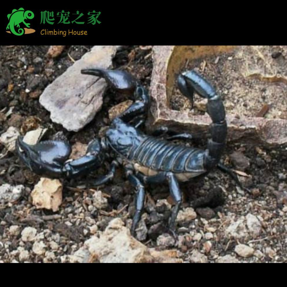 雨林蝎亚洲假帝王蝎雨林蝎活体吃面包虫送套餐新手入门爬宠蝎1只68