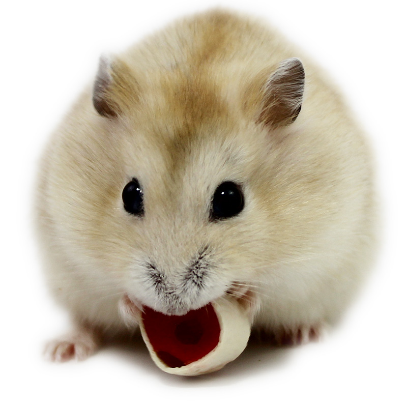 小仓鼠活体宠物三线紫仓布丁银狐送运输笼金丝熊家养情