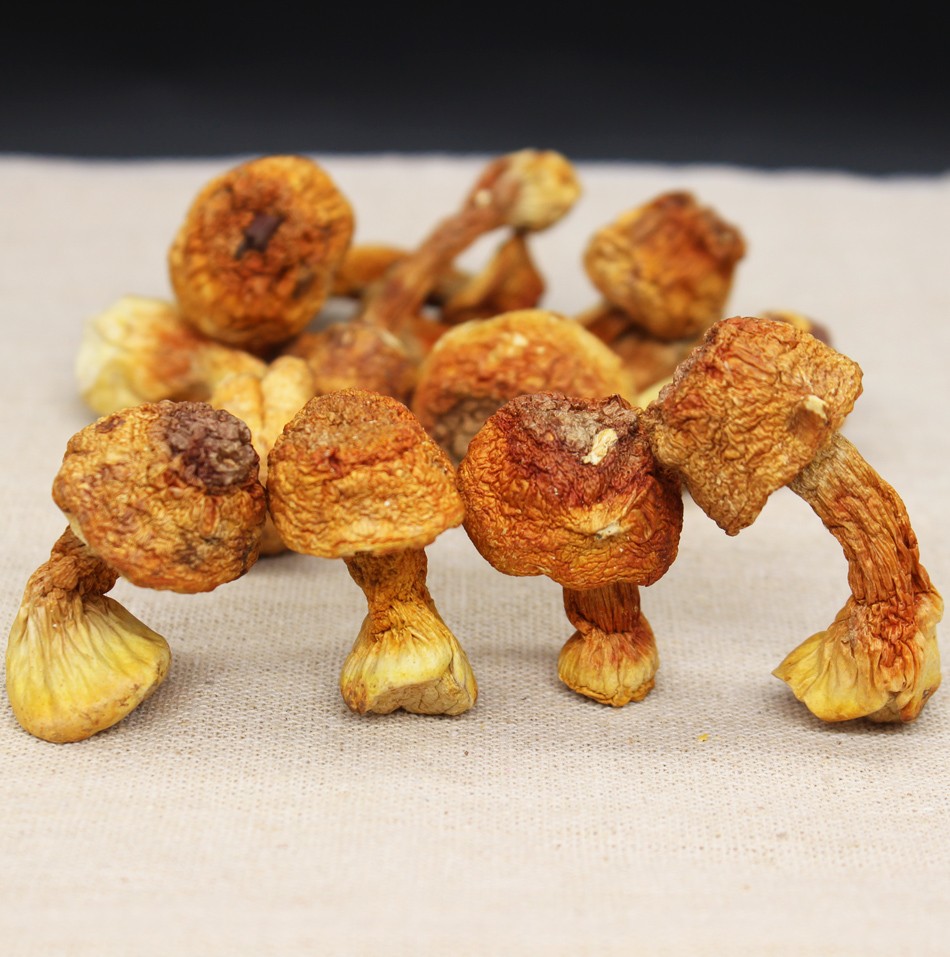 东北姬松茸长白山新鲜松茸菌松茸菇干货汤菌菇250g