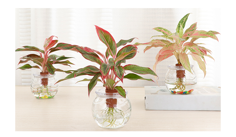 水培植物万年红盆栽室内花卉绿植净化空气除甲醛水养绿植如意碧玉