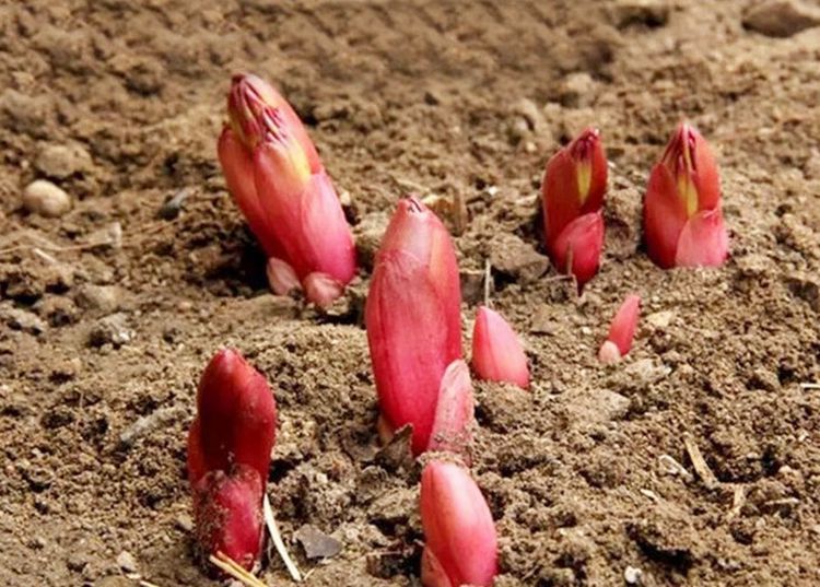子喧芍药大根块多年生花卉盆栽根茎庭院地栽观花植物花苗带芽芍药根块