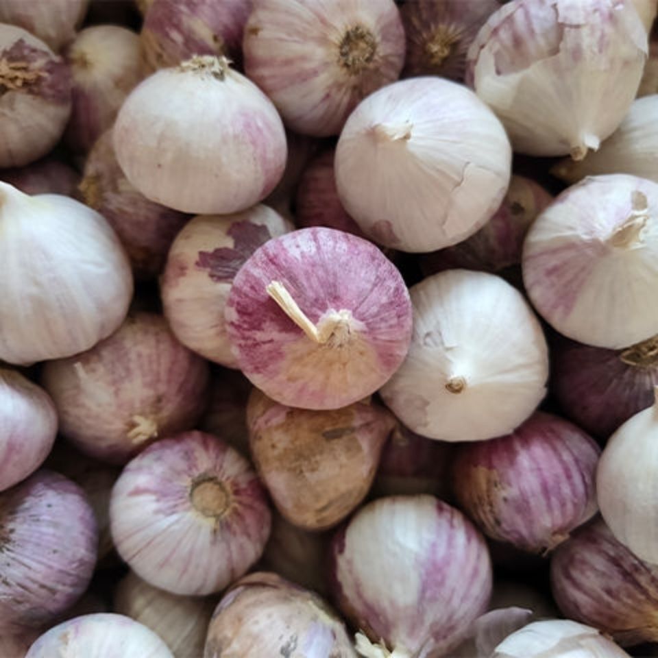 湛航 农家紫皮独头大蒜新货独头蒜紫蒜红皮大蒜头干紫皮独蒜带箱香蒜