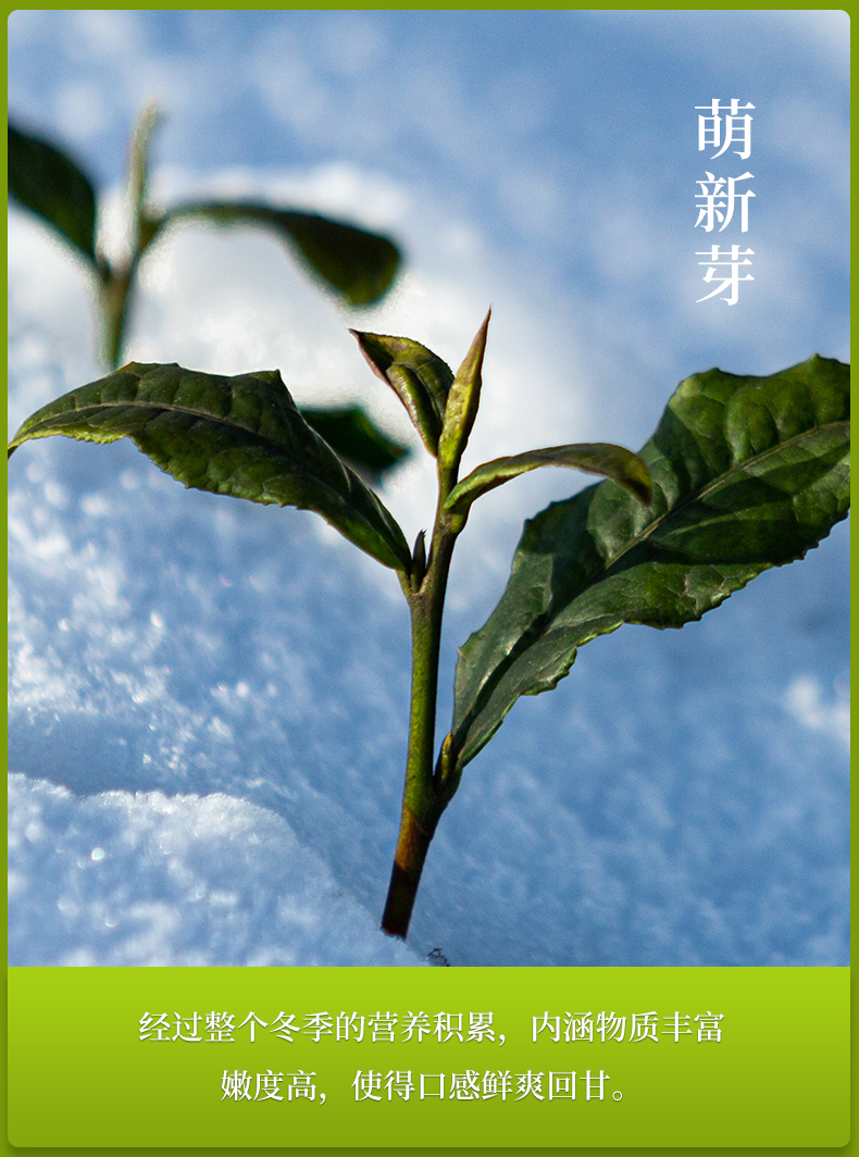 茶叶 2022年开园头采新茶特级雀舌绿茶 明前嫩芽茶叶大师款100g【价格