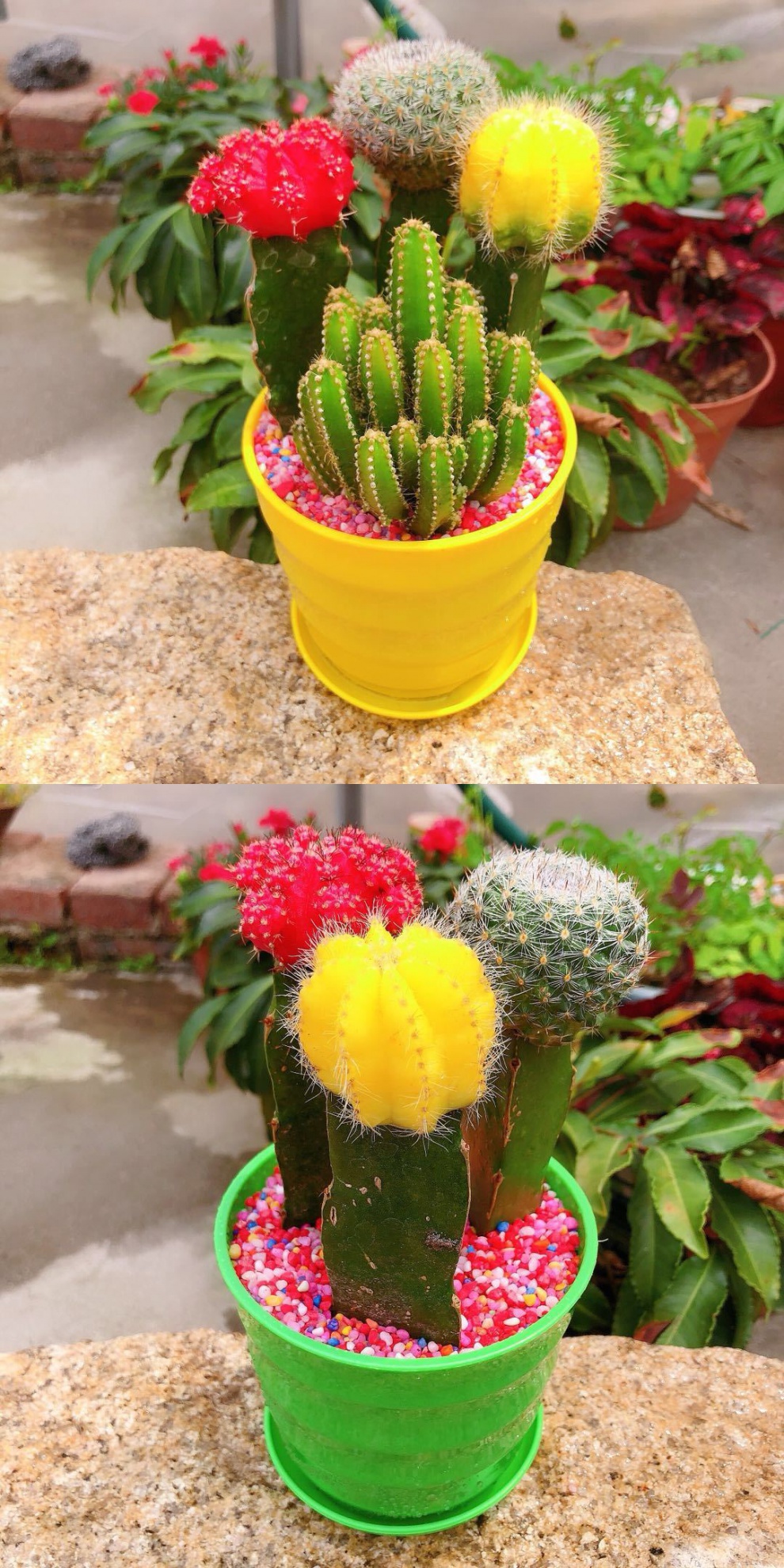 玉翁带瓷盆铺面石仙人球三色球组合小盆栽室内开花防辐射新款多肉植物