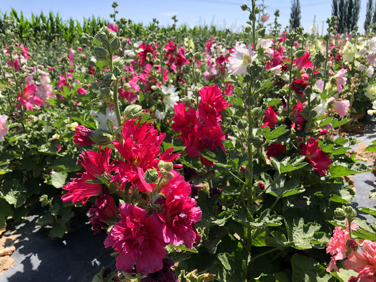 重瓣矮杆蜀葵花种子多年生花卉品种家庭盆栽花籽混色矮杆蜀葵100粒2包