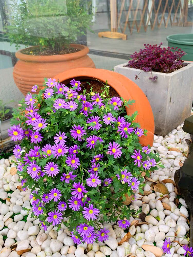 姬小菊盆栽花苗阳台庭院花卉耐热耐寒多年生草花带花苞发货紫色姬小菊