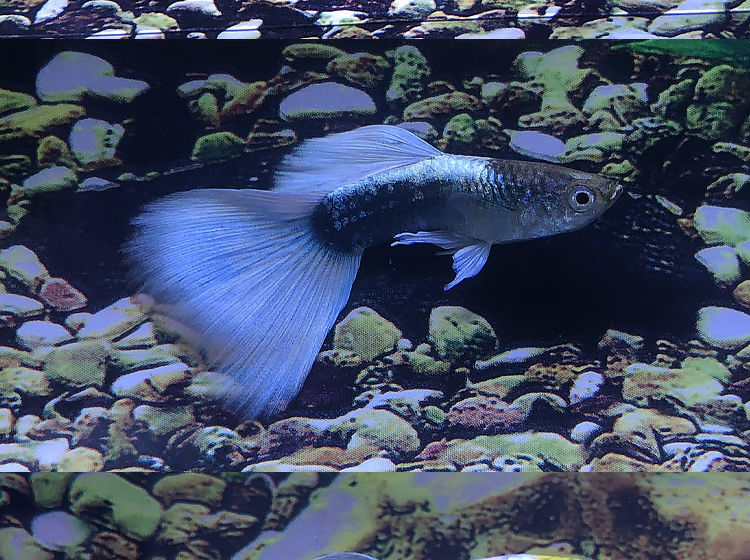 杂袍孔雀鱼精品观赏鱼活体鱼小型热带鱼灯科鱼斑马鱼淡水冷水孔雀配对