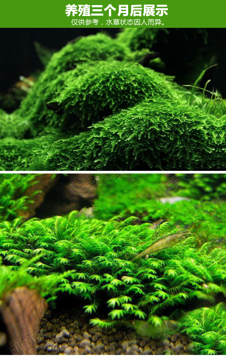 茉写宠物日用 沉木头造景木沉木莫斯树根莫斯摩丝苔藓造景 鱼缸装饰水