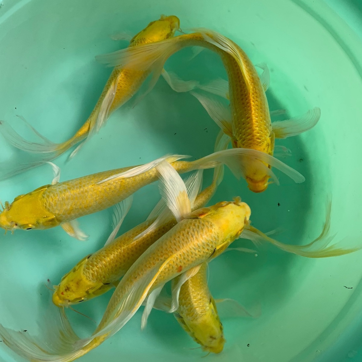 观赏鱼蝶尾金鱼冷水鱼淡水鱼小金鱼耐活鱼锦鲤鱼活体饲料鱼苗批发蛋白