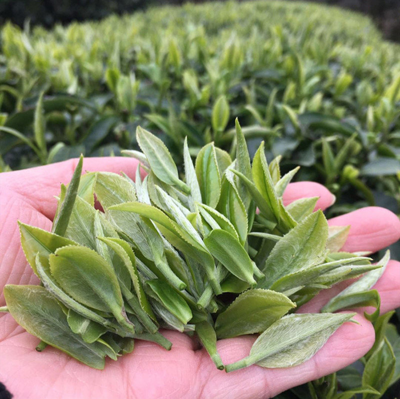 三江绿茶毛尖新茶广西柳州明前茶三江春茶