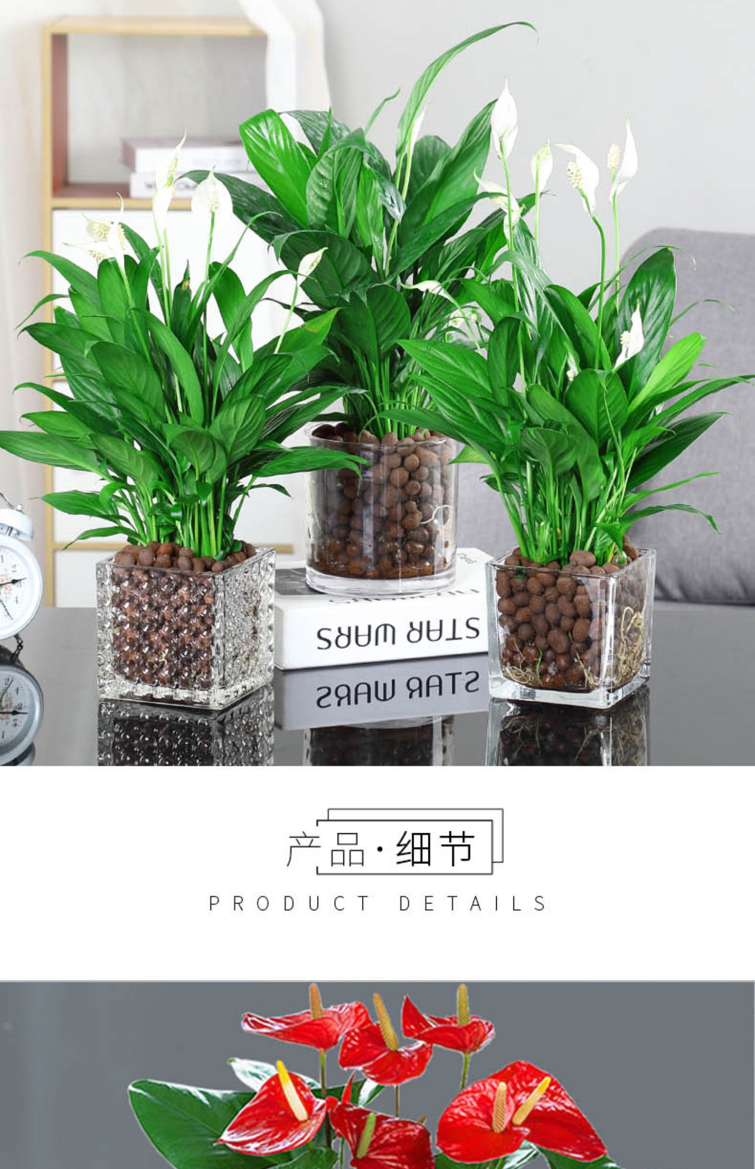 红掌白掌盆栽年宵花卉植物室内好养水培一帆风顺水养四季常青绿植