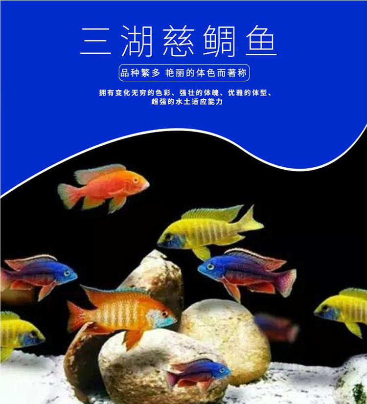 《三湖慈鯛活體熱帶觀賞魚馬鯛巖棲布隆迪六間熱帶觀賞魚淡水寵物魚 4