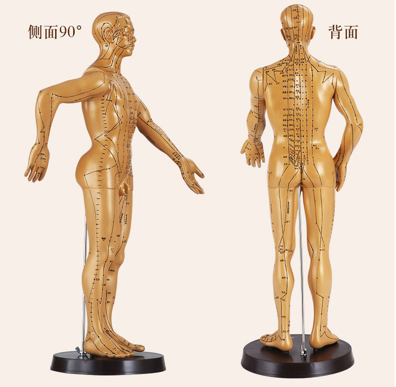 优选针灸人体经络血穴位教学模型中医全身铜人小按摩硅胶模特