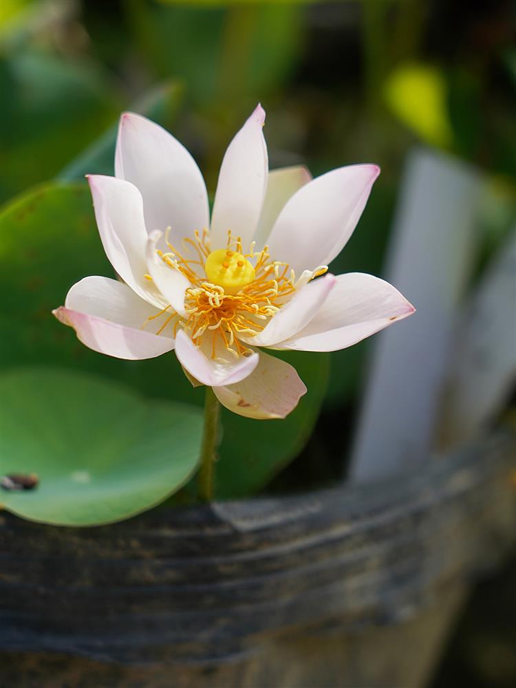 粉妆61秋月03出品小微型迷你碗莲微