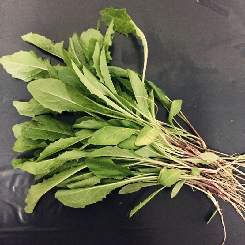 农聚源根茎类 蒲公英2斤 婆婆丁 野菜 新鲜蔬菜 产发【价格 图片 品牌