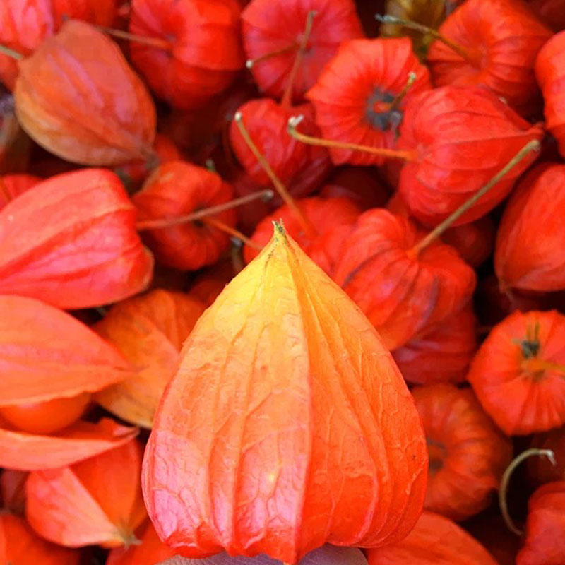 xj东北新鲜红姑娘1kg红菇娘红皮灯笼果苦姑娘可开发票1000g