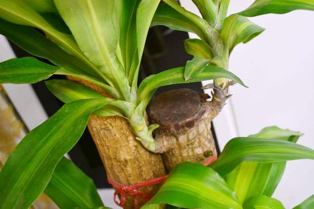 大型巴西木步步登高室内盆栽绿植花卉植物净化空气除甲醛除污染