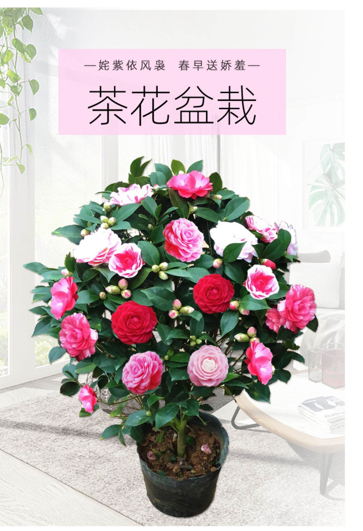 香妃山茶花盆栽带花苞五色赤丹花卉植物室内好养茶花树苗四季开花