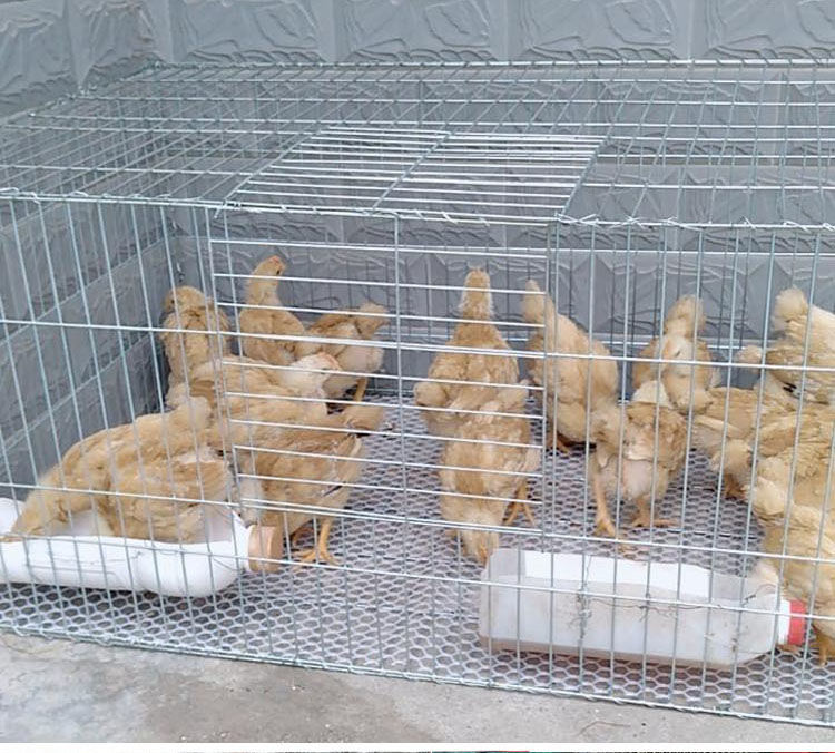 加密加粗小鸡笼子雏鸡笼家用特大号养殖笼养鸡笼子山鸡笼鸡窝鸡舍35型