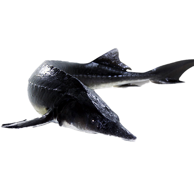 鲟鱼鲜活食用养殖鲟鱼生猛新鲜海鲜水产12斤左右条可开发票