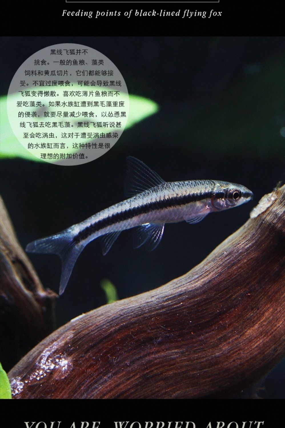 《一线飞狐黑线飞狐鱼活体清洁除藻除青苔观赏鱼热带鱼活体水族草缸