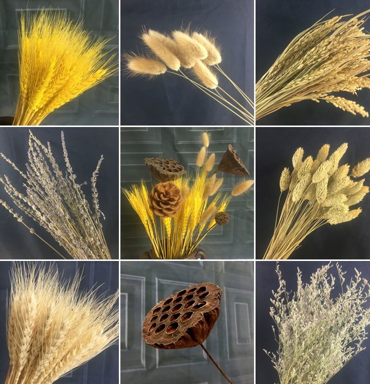 麦穗干花制作方法图片