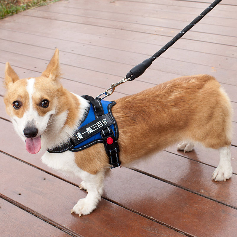 背心式狗狗牵引绳 柯基法斗中小型犬狗链 带字帖宠物胸背带狗绳子