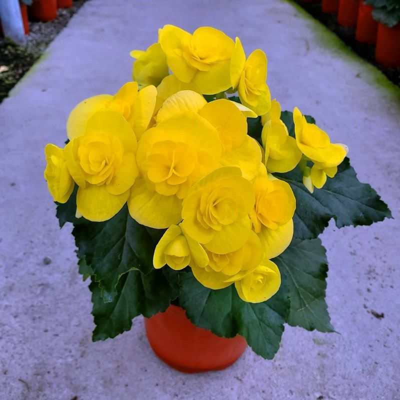 丽格海棠盆栽花卉重瓣带花苞室内盆栽四季开花玫瑰海棠带花苞发货大肥