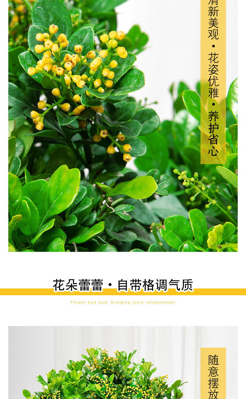 米兰花盆栽四季开花常绿花卉防蚊虫植物室内外浓香型净化空气绿植