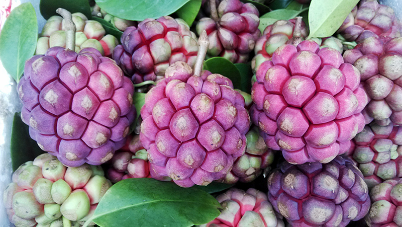 农聚源浆果类 黑老虎果 酒饭团 布福娜果 万丈红过山龙藤大钻水果