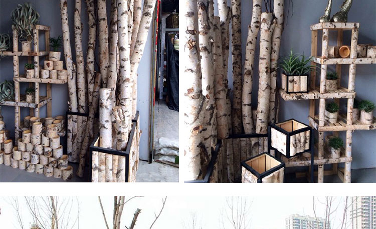 家居装饰白桦树白桦木树枝干树枝木棍创意艺术装饰