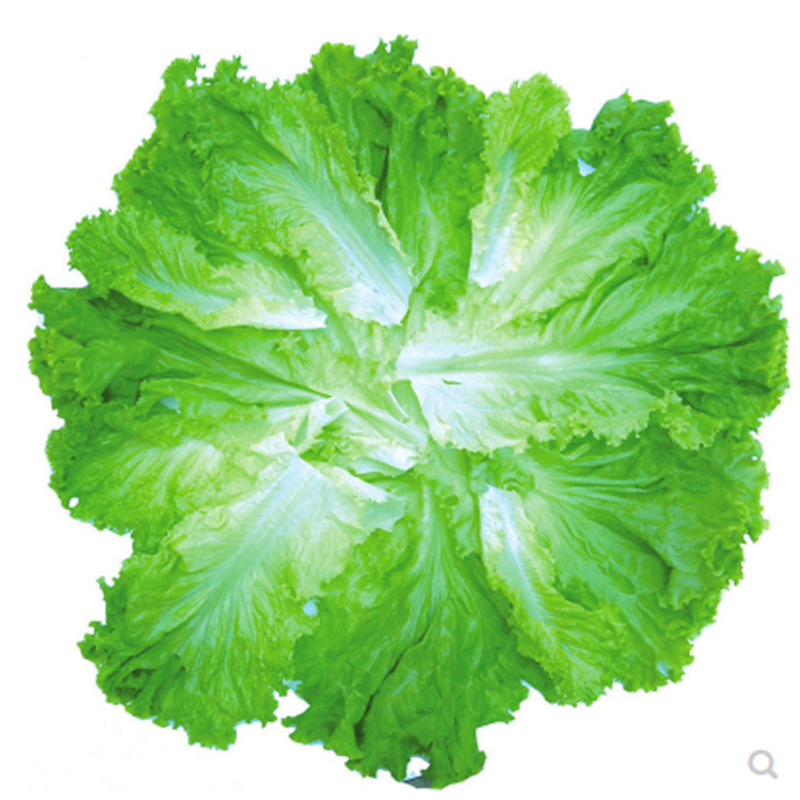 香港软尾生菜种子玻璃生菜耐抽苔软尾生菜籽大田阳台蔬菜种子 香港