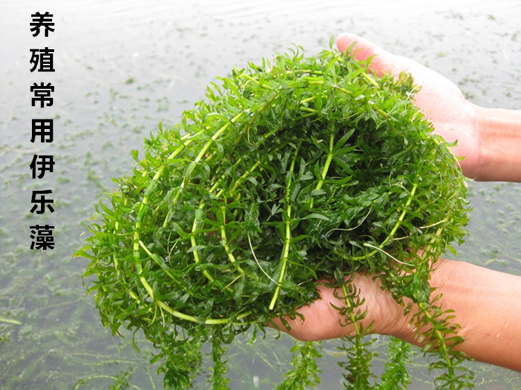 子暄水轮叶黑藻伊乐藻苦菹狐尾藻养鱼虾蟹提供种植资料种子水种子