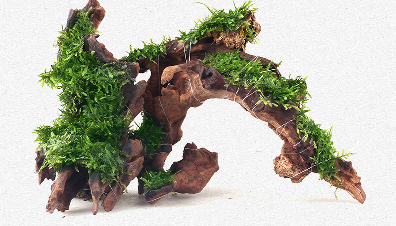 超级新品 沉木 鱼缸造景木水缸沉木 水族箱装饰珊瑚木流木沉木水陆缸