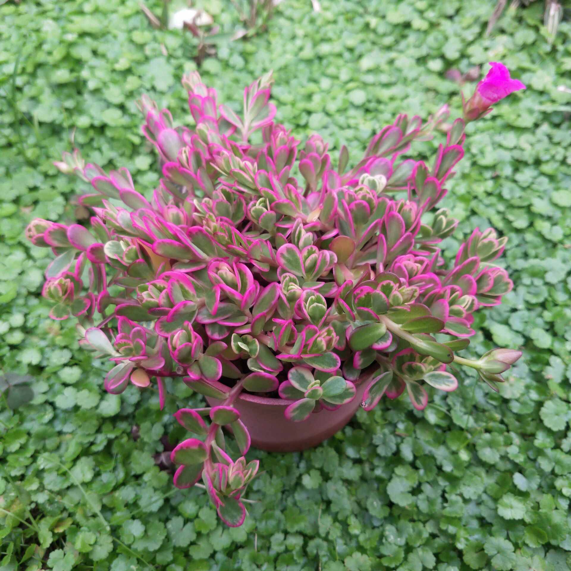 封后张大叔多肉系太阳花锦群生多肉植物小盆栽办公室美观趣味