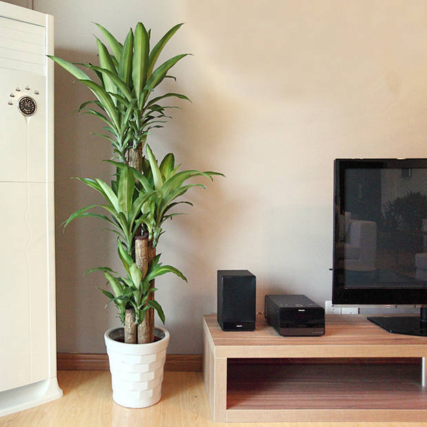 大型巴西木步步登高室内盆栽绿植花卉植物净化空气除甲醛除污染