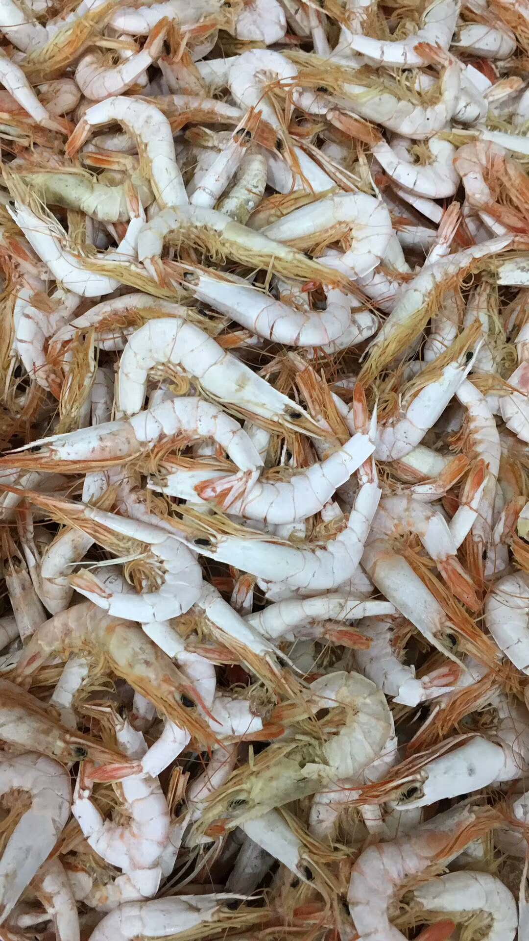 个人店其他品牌 正宗汕尾特产野生尖虾500克装深海精品海鲜渔民自晒