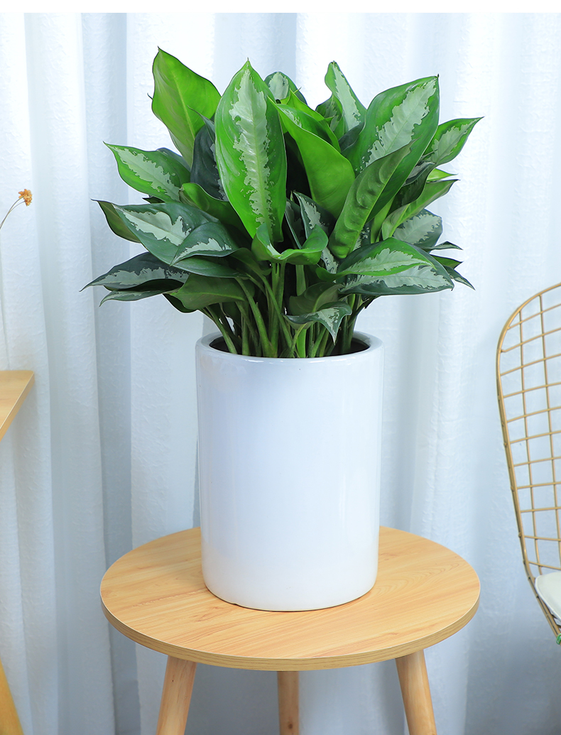 子暄园艺用品 雅丽皇后花叶万年青盆栽植物吸甲醛净化空气好养易活办