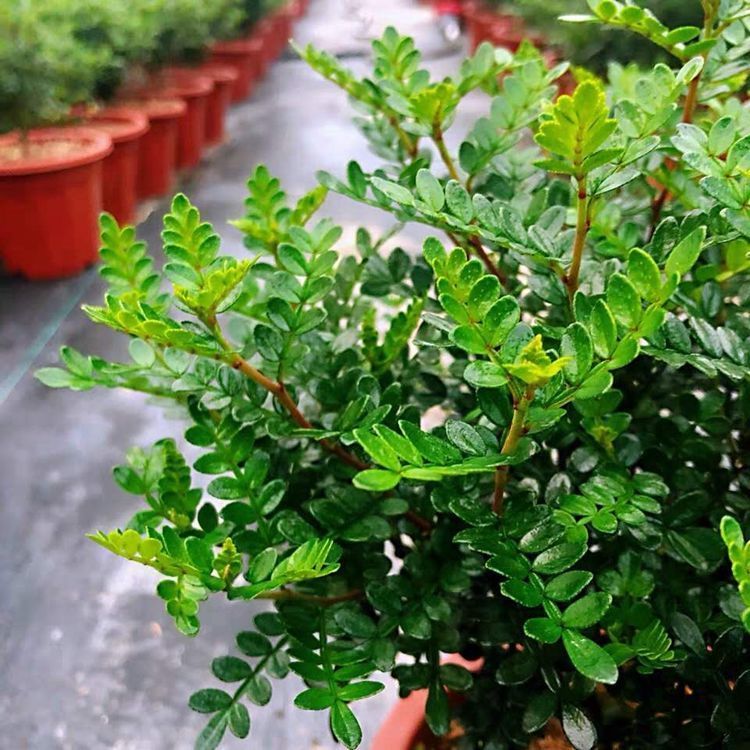 清香木驱蚊草室内盆栽花卉绿植植物四季常青净化空气吸甲醛胡椒木