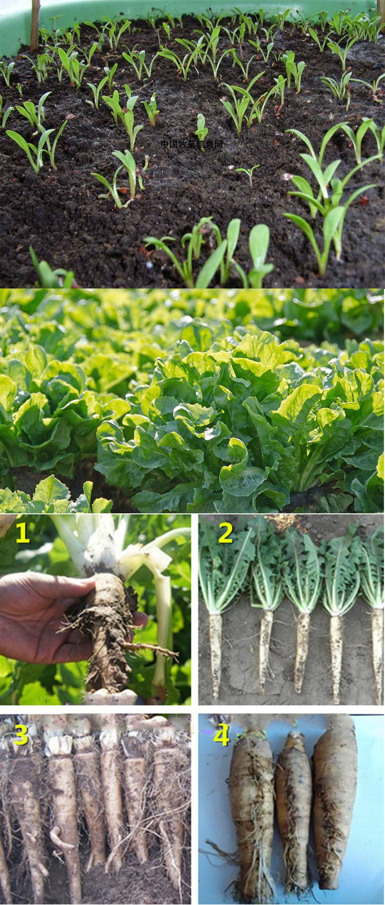 菜种现在种的菊苣菜艮种籽食用菜子大全冬天种的菜籽阳台四季种菜