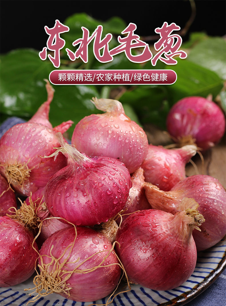 毛葱 东北毛葱 小毛葱苯毛葱 新鲜毛葱头大的东北 小洋葱【价格 图片