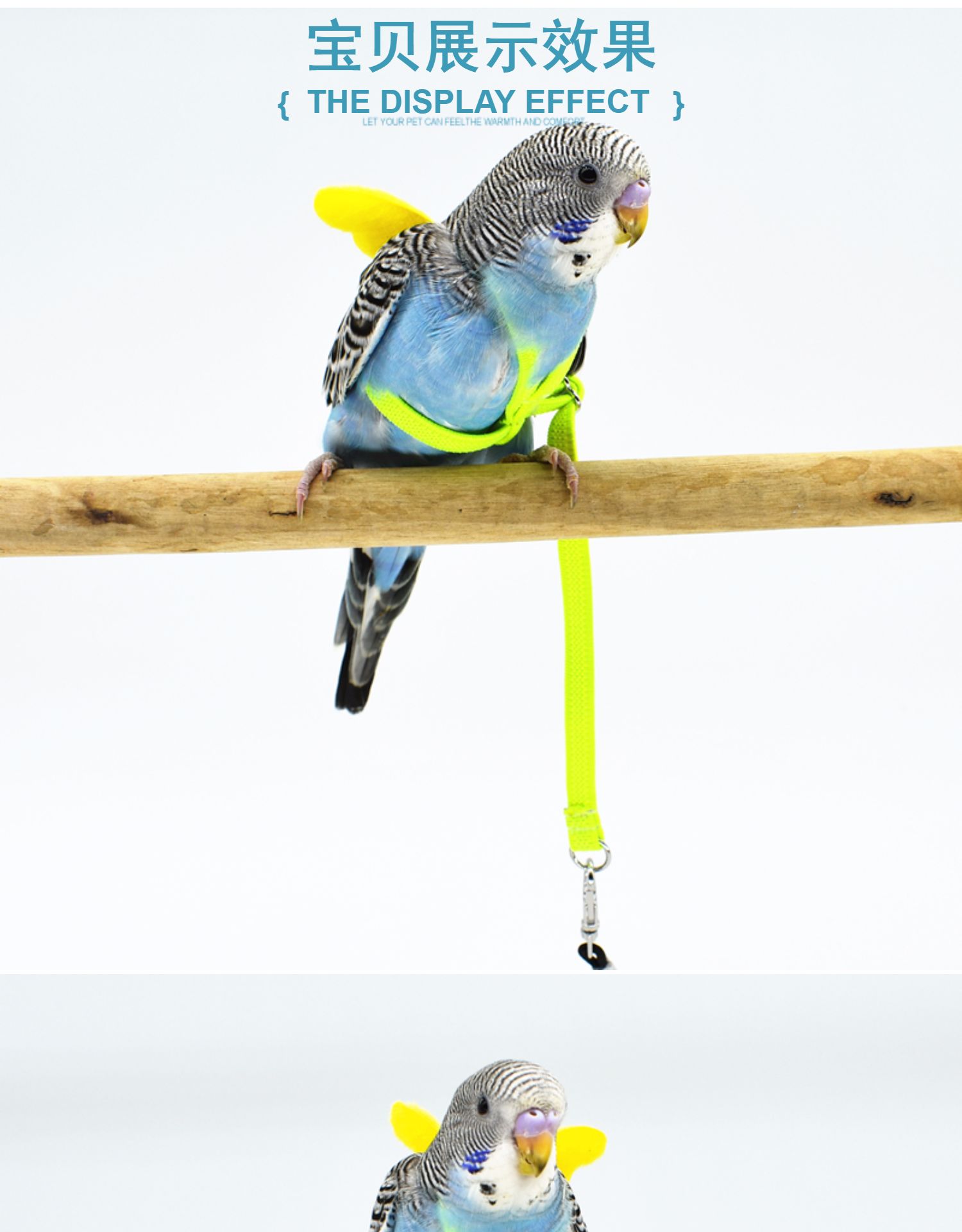 鹦鹉放飞绳背带式翅膀飞行绳牵引绳弹皮