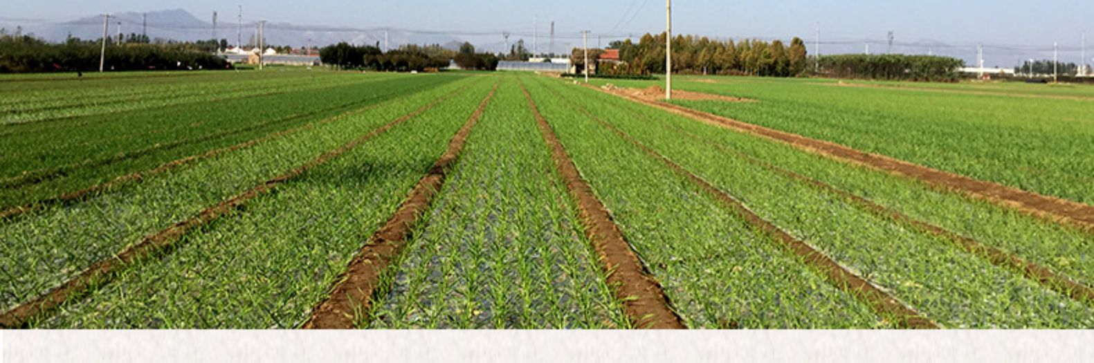 独头黑蒜山东特产黑大蒜黑蒜头发酵黑蒜500g2礼盒装