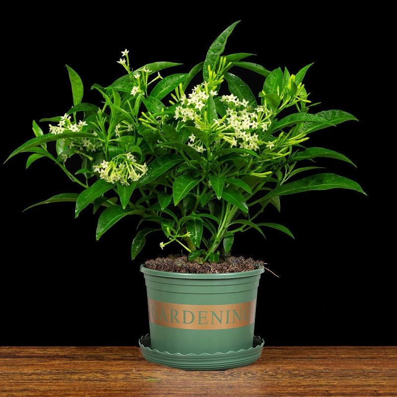 夜来香花树苗浓香型花卉室内九里香盆栽庭院驱蚊植物老桩四季开花种子