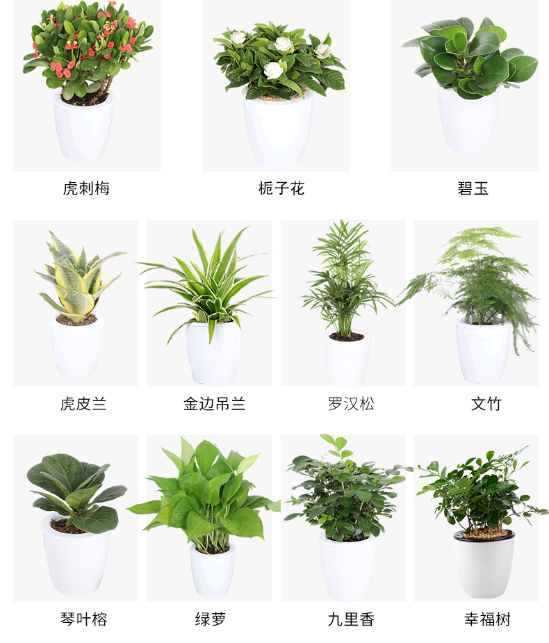 室内植物大全名称图片