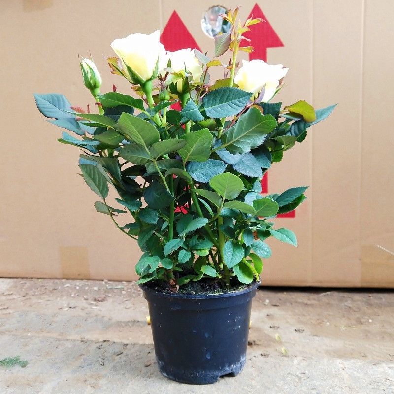 钻石玫瑰四季开花盆栽带花带花苞室内阳台庭院花卉绿植盆景红色原盆原