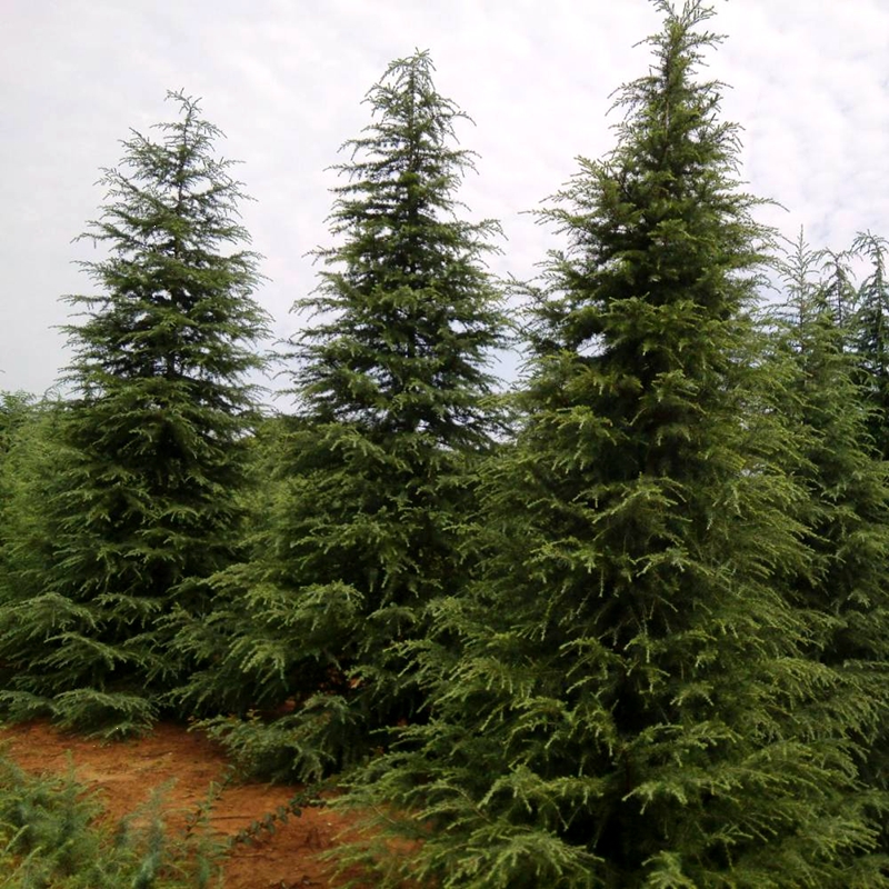古达雪松树苗四季常青绿化耐寒圣诞树盆景行道树松树庭院别墅观赏苗木