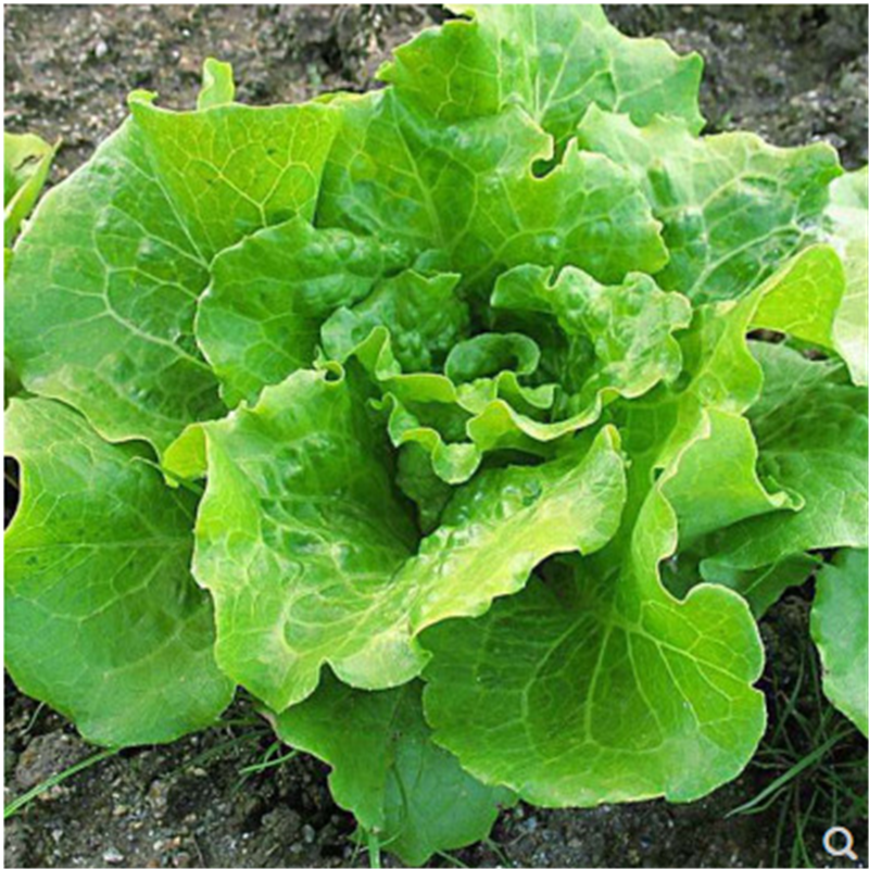 香港软尾生菜种子玻璃生菜耐抽苔软尾生菜籽大田阳台蔬菜种子